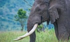 Saving ‘old and wise’ animals vital for species’ survival, say scientists