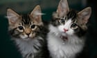 Cat owners asked to share pets’ quirks for genetic study