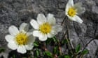 Plantwatch: how flowers keep themselves and their insect visitors cosy