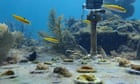 Underwater ‘doorbell’ helps scientists catch coral-eating fish in Florida