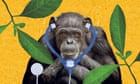 Paging Dr Chimp: the medical secrets we can learn from apes, birds and even butterflies