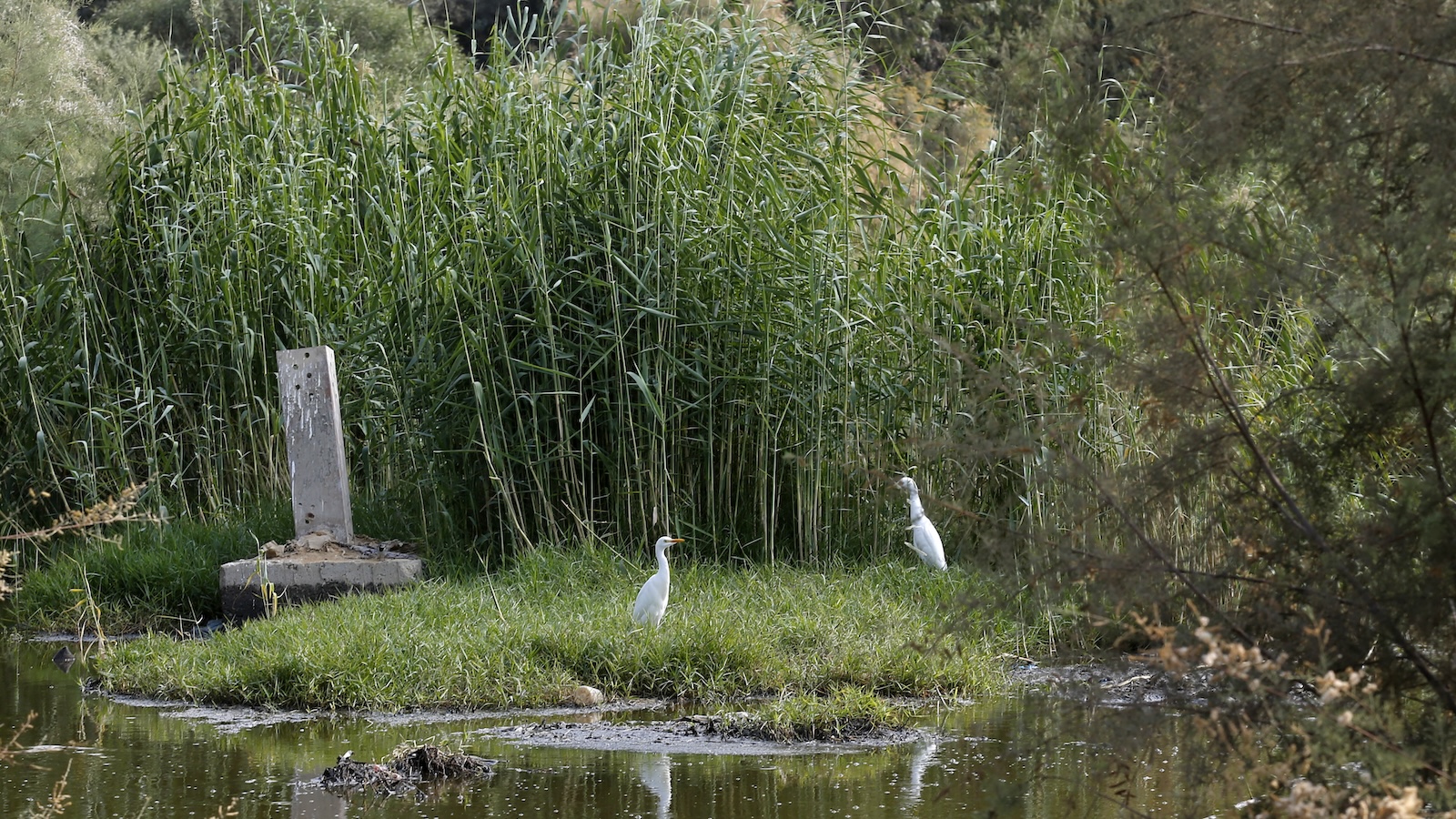 Environmentalists in Israel and Palestine fight to save cross-border water resources