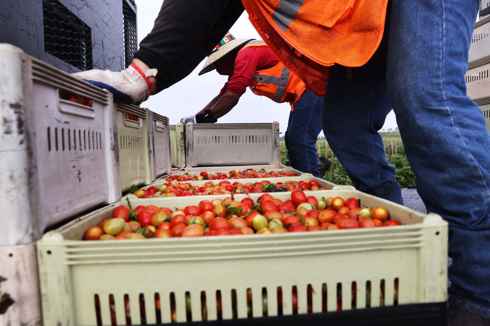 Trump’s fertilizer tariffs could disrupt US crop production, from tomatoes to corn