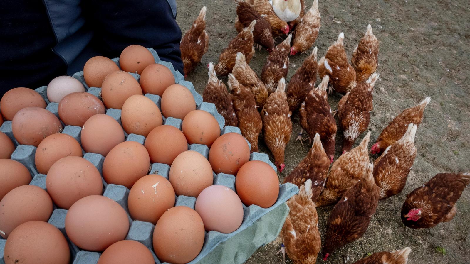 The US is on an egg hunt in Europe to ease prices at home