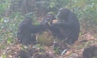Wild chimpanzees filmed by scientists bonding over alcoholic fruit
