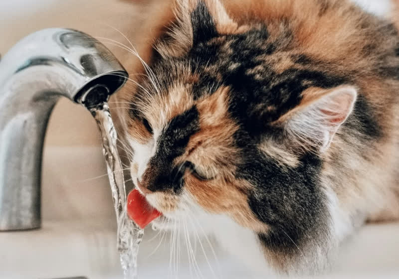 Breakthrough water filter eliminates forever chemicals using modified graphene oxide