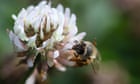 Wildflowers could be absorbing toxic metals that pass on to bees, study finds