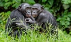 Bonobos may combine words in ways previously thought unique to humans