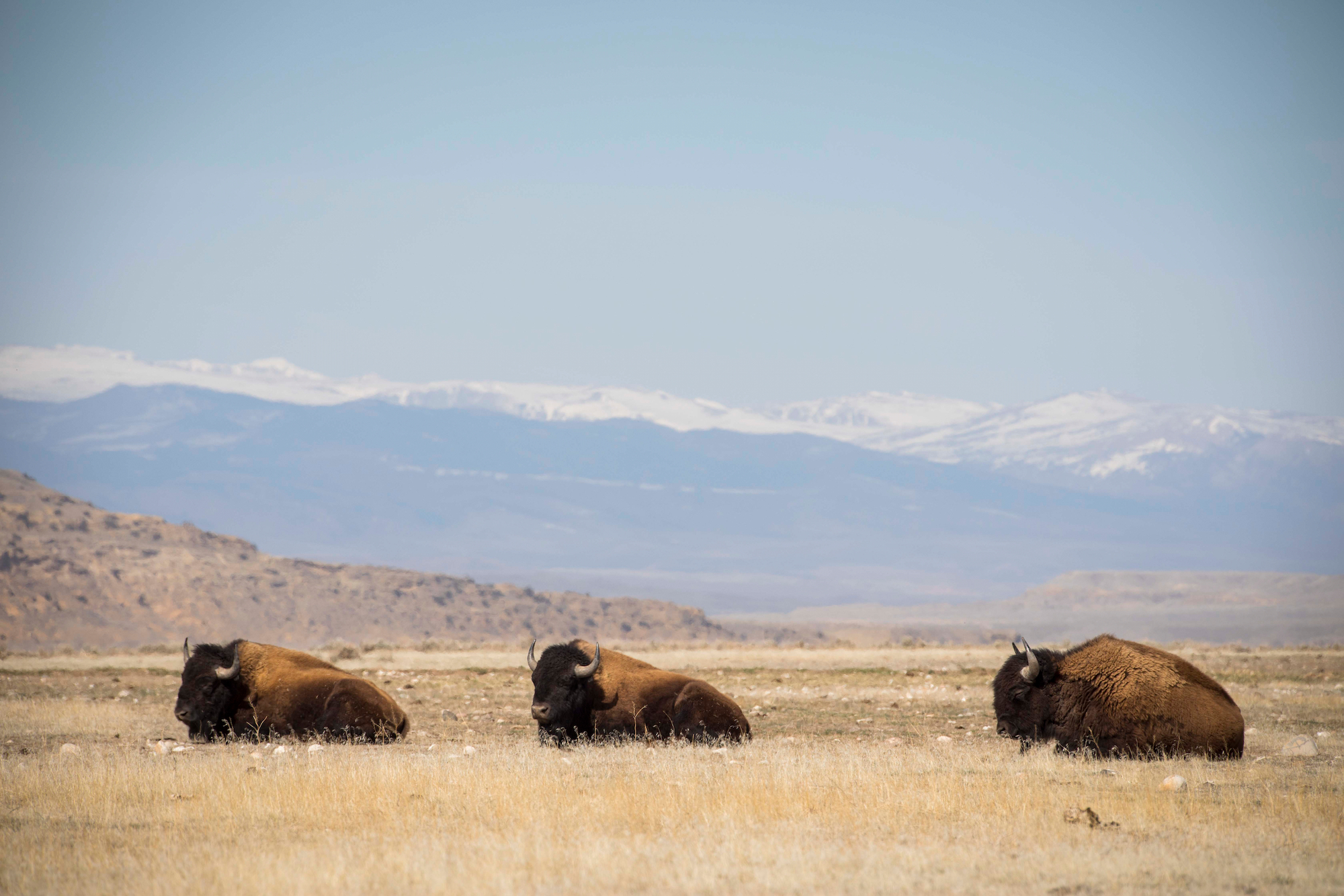 Wildlife, not livestock: Why the Eastern Shoshone in Wyoming are reclassifying buffalo