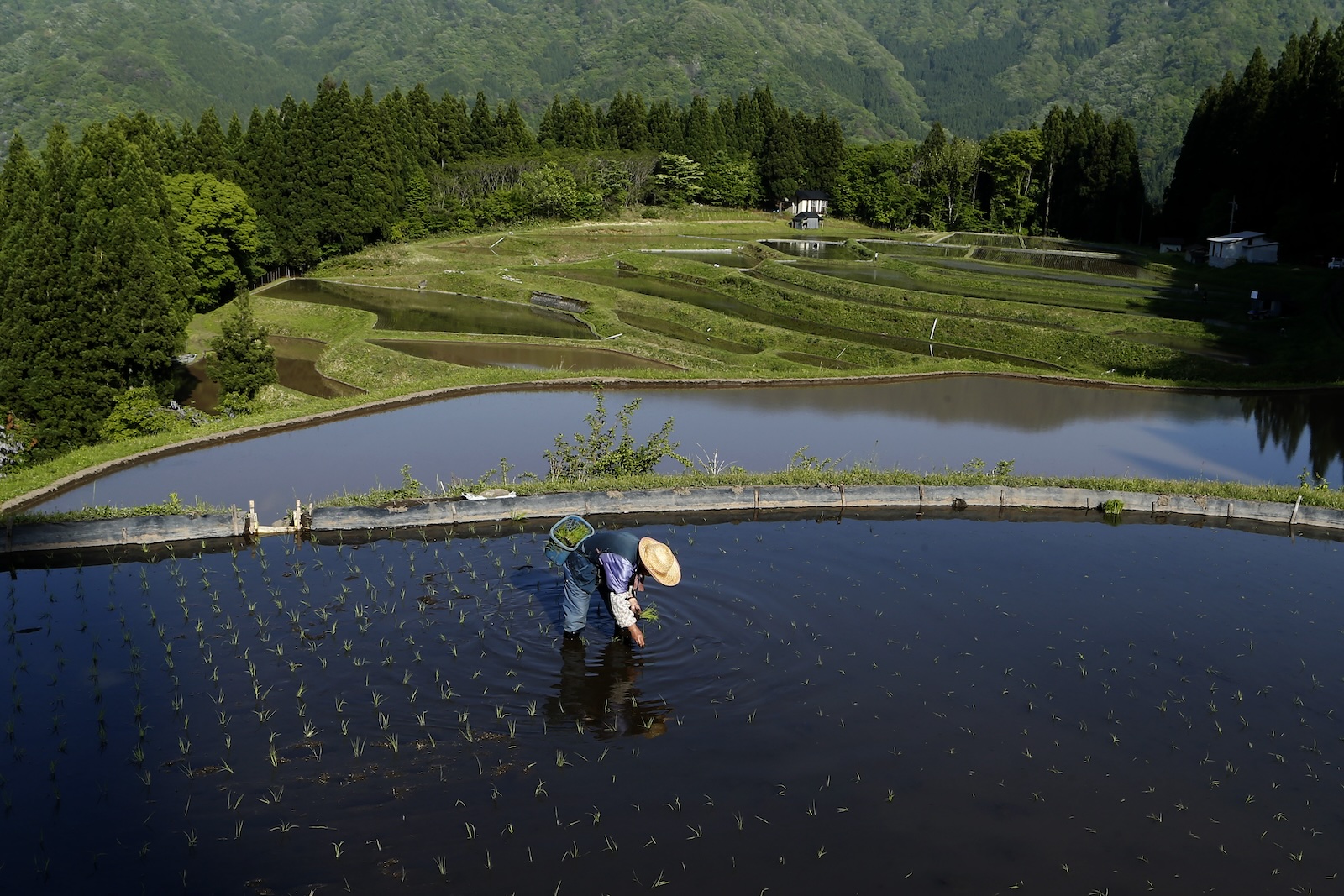 The ‘king of poisons’ is building up in rice