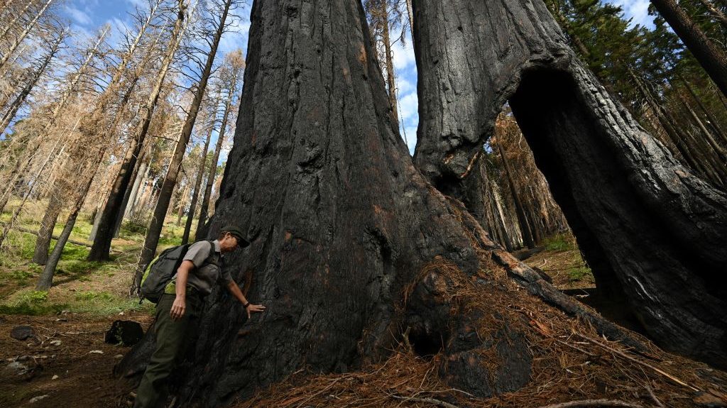 Logging doesn’t prevent wildfires, but Trump is trying it anyway