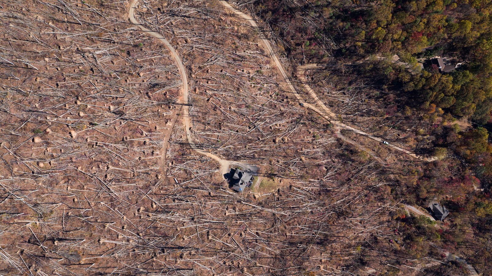 Why the Forest Service is logging after Hurricane Helene — and why some say it’s a mistake