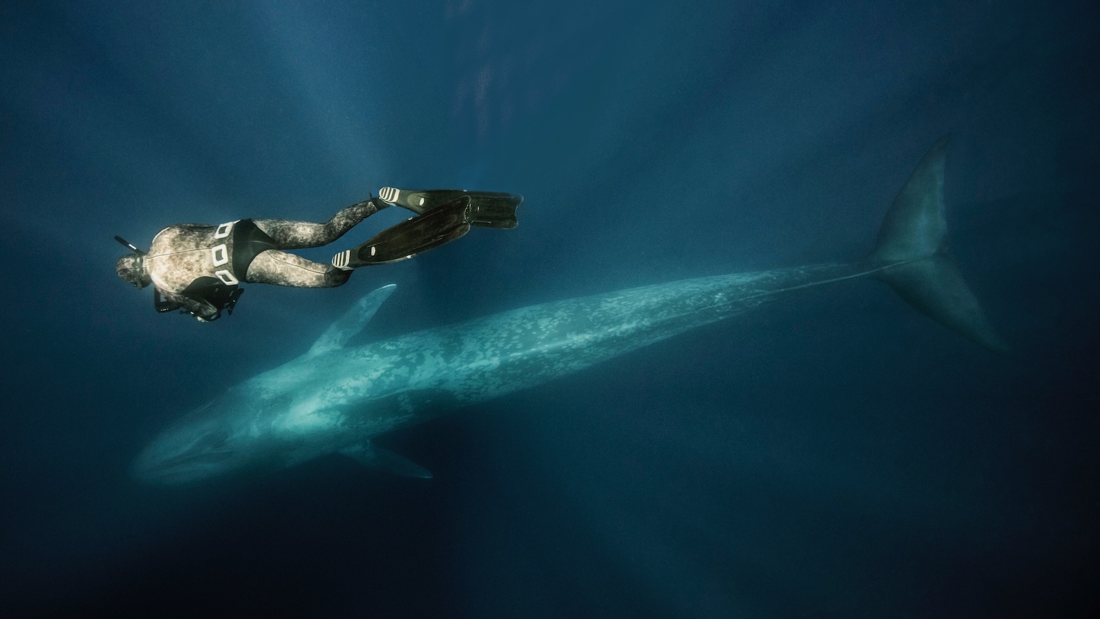 What ‘the world’s loneliest whale’ may be telling us about climate change
