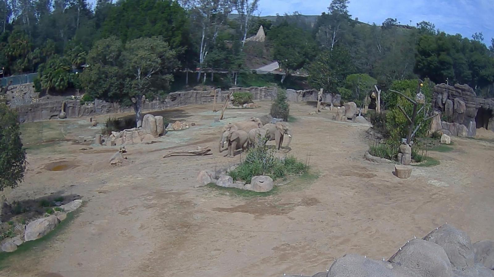 Elephants at San Diego safari park huddle to protect calves during earthquake