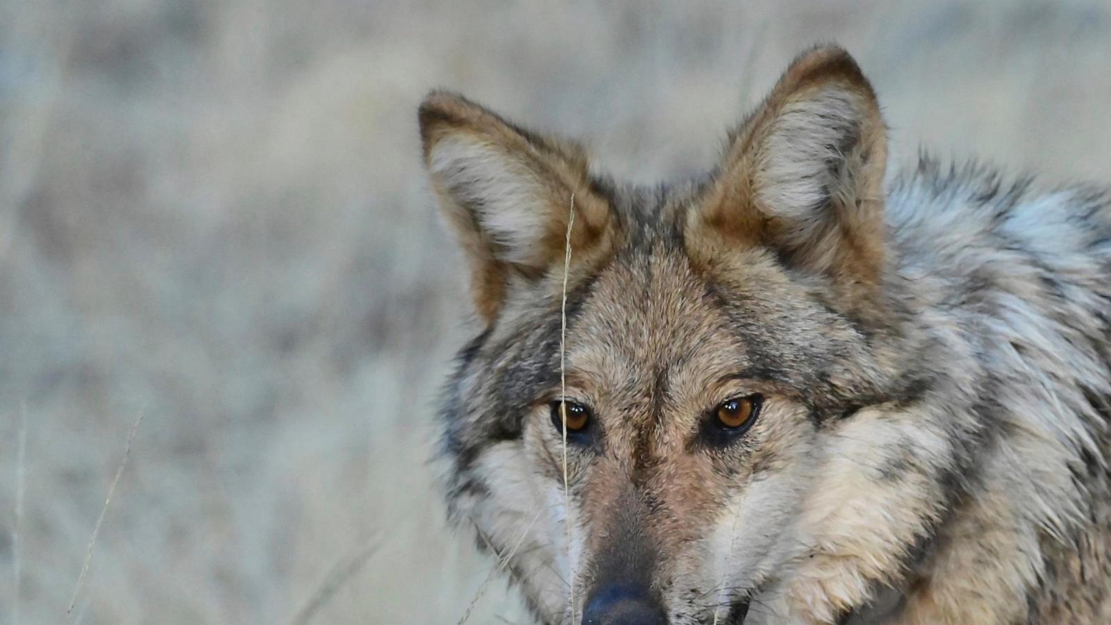 Snatched pets and livestock deaths blamed on wolves raise alarms in rural New Mexico