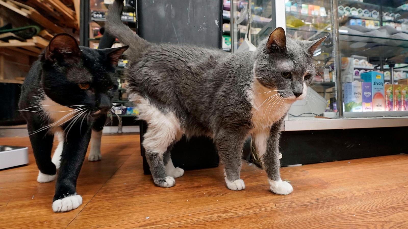 Bodega cats make New Yorkers' hearts purr, even if they violate state regulations