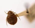 Humans moving to ancient cities sent bedbug numbers soaring, say scientists