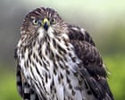 Like a Tom Cruise stunt: hawk uses traffic patterns to target prey