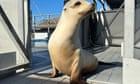 Ronan the head-bobbing sea lion proves animals can keep a beat: ‘No human was better’