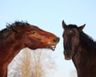 More than a long face: horses use ‘rich repertoire’ of expressions to interact