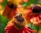 Bees face new threats from wars, street lights and microplastics, scientists warn