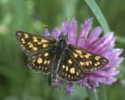 Midsummer butterflies spotted early in Britain after sunny spring