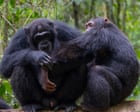 Chimpanzees use leaves to wipe bums and clean up after sex, study finds