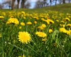 Plantwatch: Why dandelions should be left to grow in spring