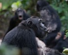 Chimps’ rhythmic drumming could shed light on music’s evolutionary roots