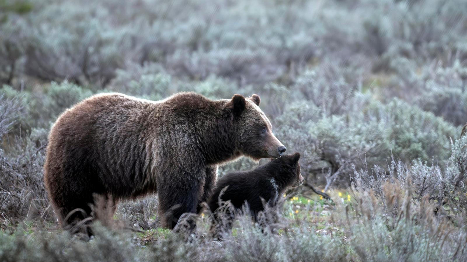Member of beloved grizzly bear family hit and killed in Wyoming's Grand Teton National Park