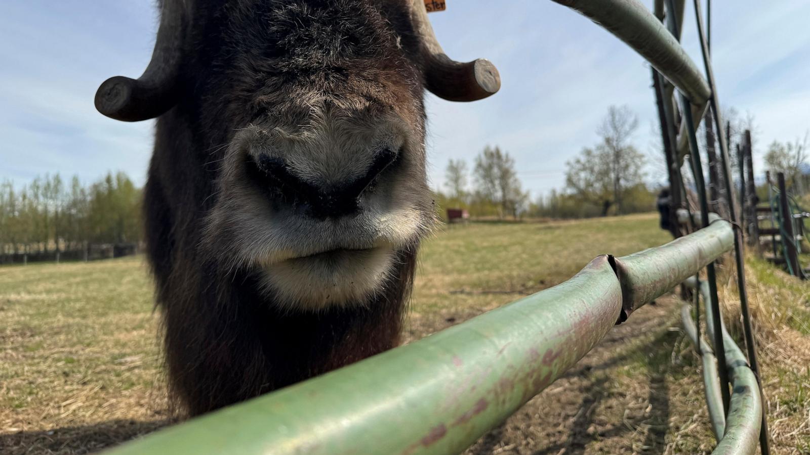 An Alaska Mother's Day tradition: Mingling with ice age survivors on a farm