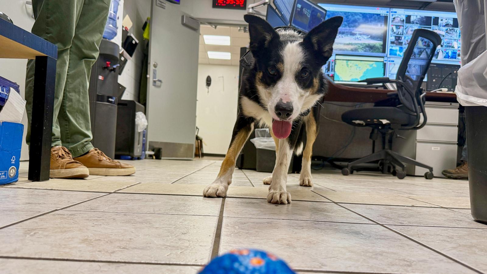 Meet the border collies fending off wildlife at West Virginia’s busiest airport