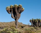 Plantwatch: Relative of common weed can grow up to 30ft tall on Kilimanjaro