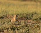Crafty curlews: birds eavesdrop on prairie dog calls to evade predators