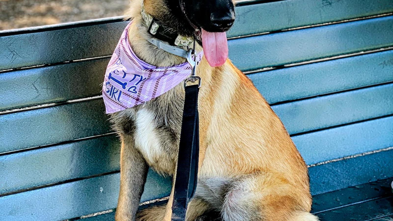 California dog trainer charged with animal cruelty, deaths of 11 dogs