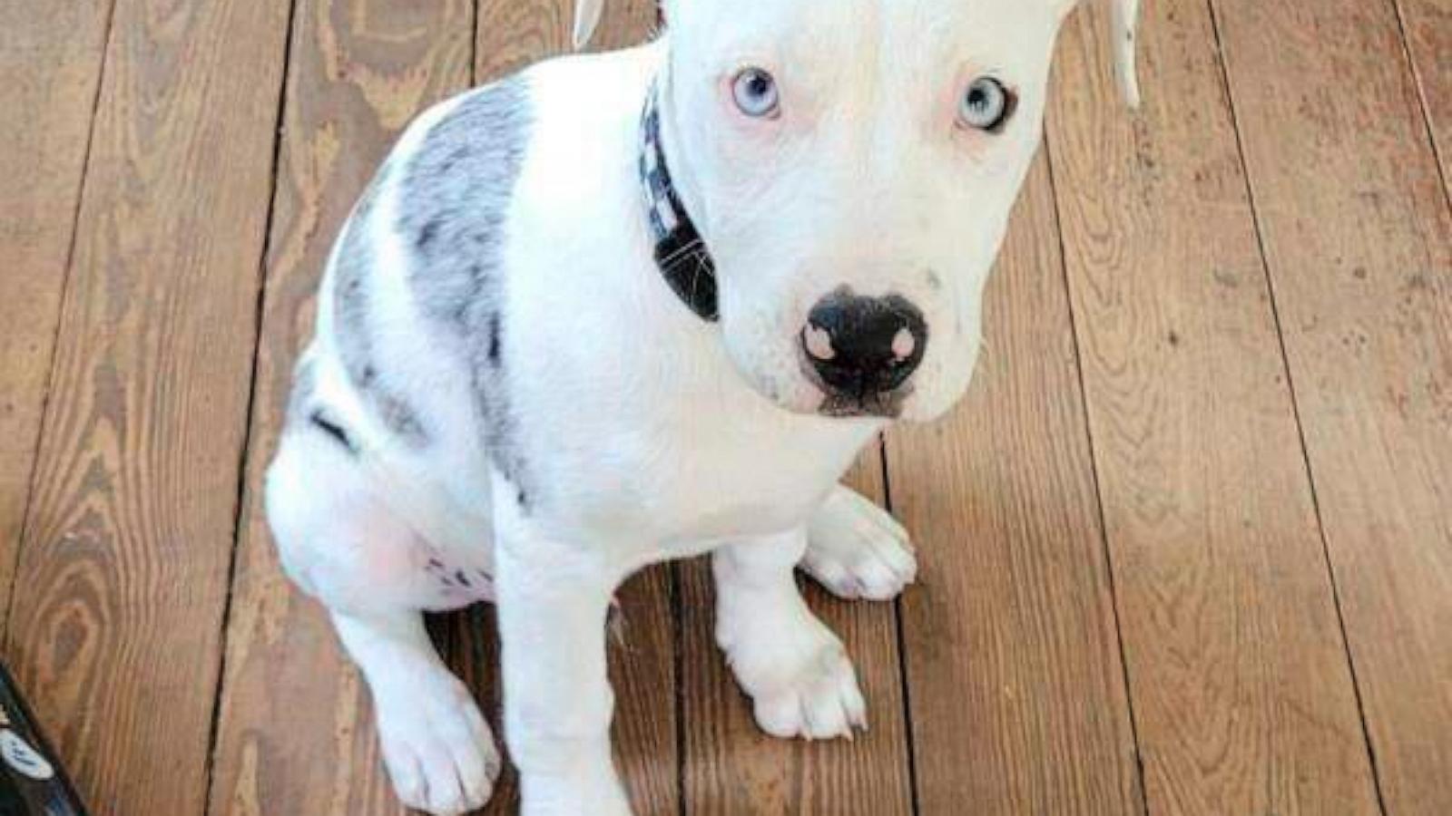 A New Orleans police officer who fatally shot a puppy will face a jury lawsuit trial