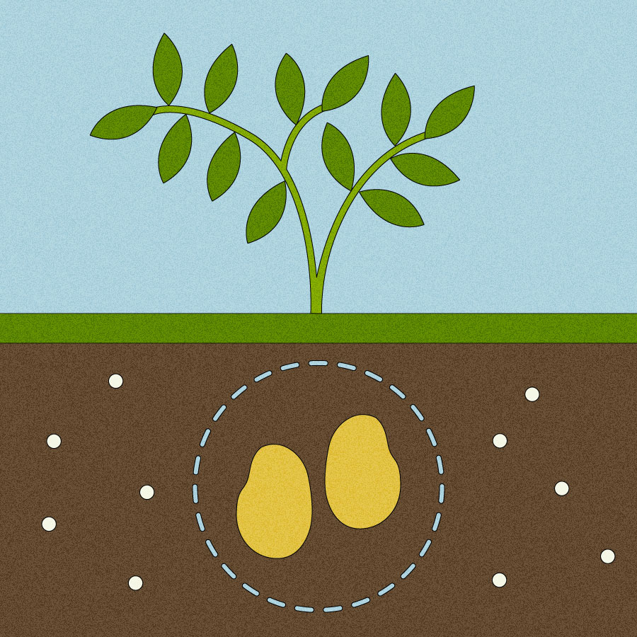 How plants could help us detect, and even destroy, dangerous ‘forever chemicals’