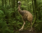 It’s 12ft tall, covered in feathers and has been extinct for 600 years – can the giant moa bird really be resurrected?