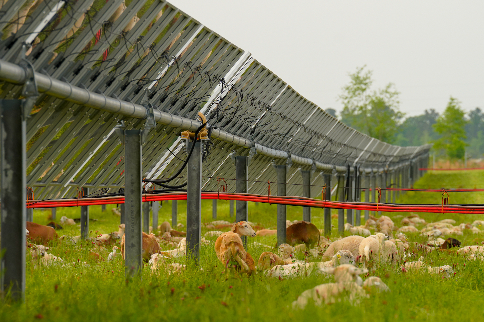 In Georgia, sheep on a solar farm is not a baaad idea