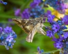 ‘Tiny melodies’: musician uses moths’ flight data to compose piece about their decline