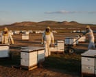 ‘Could become a death spiral’: scientists discover what’s driving record die-offs of US honeybees