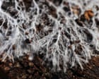Earth’s underground networks of fungi need urgent protection, say researchers