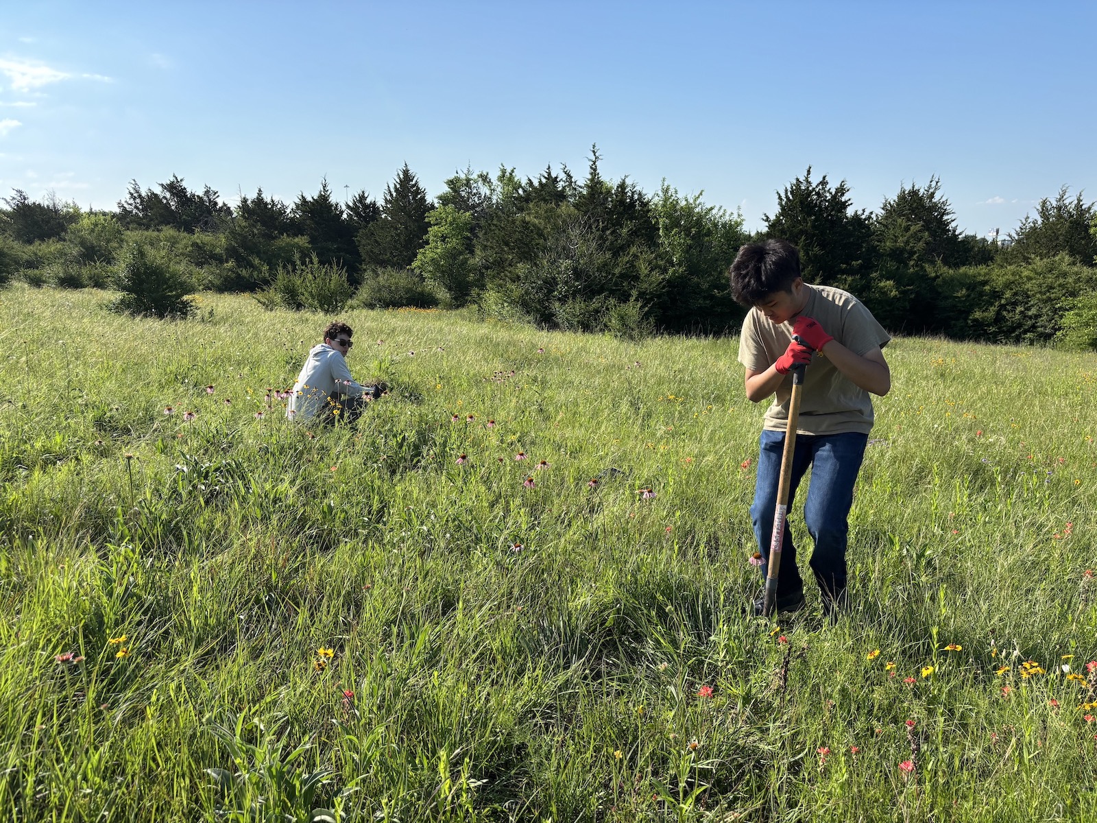 The guerrilla campaign to save a Texas prairie from ‘silent extinction’