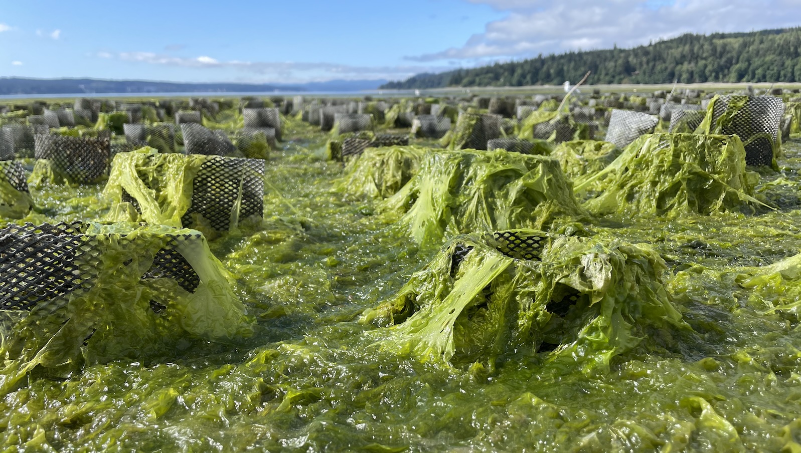 Seaweed brought fishers, farmers, and scientists together. Trump tore them apart.