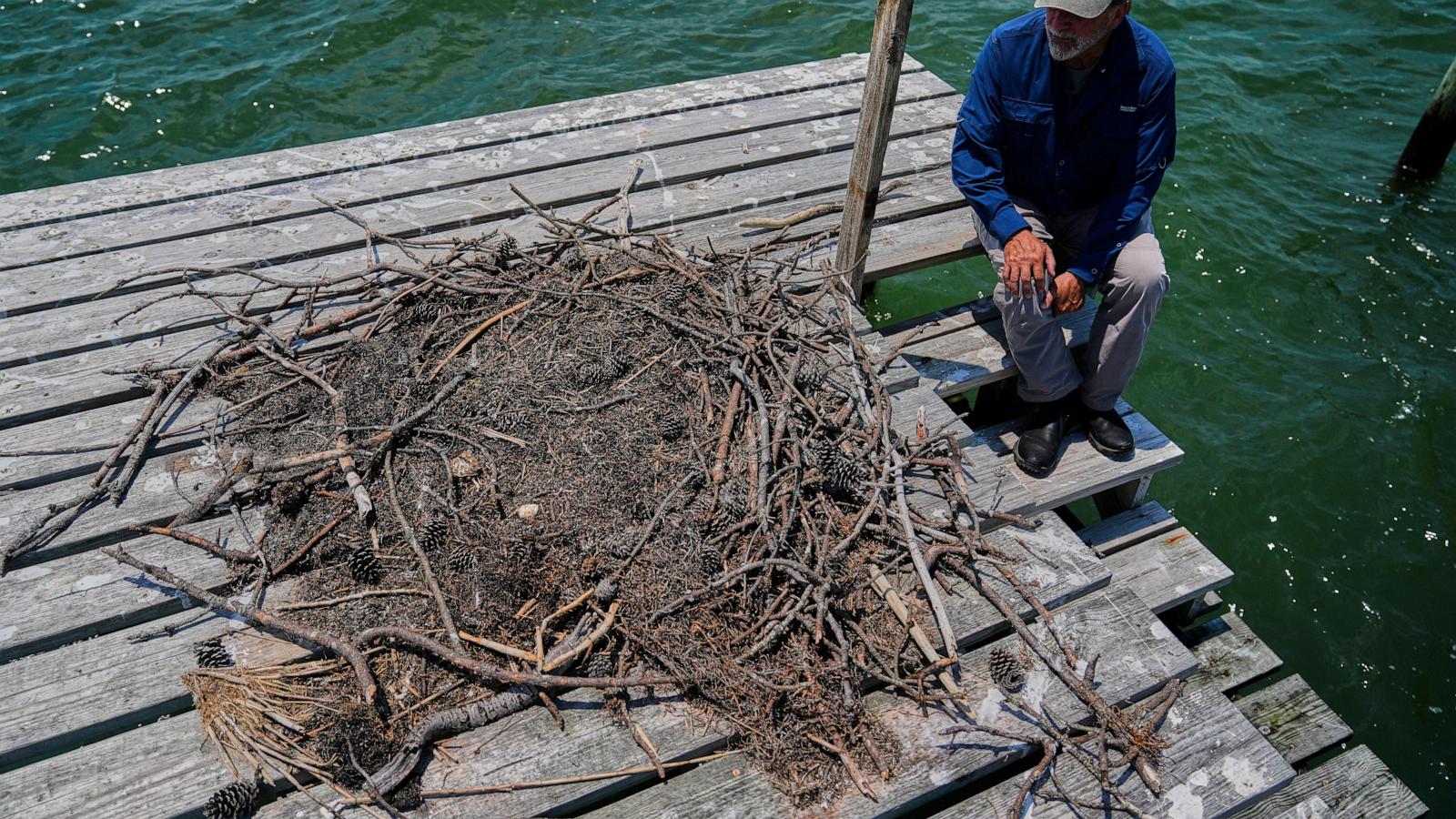 Osprey came back from the brink once. Now chicks are dying in nests, and some blame overfishing