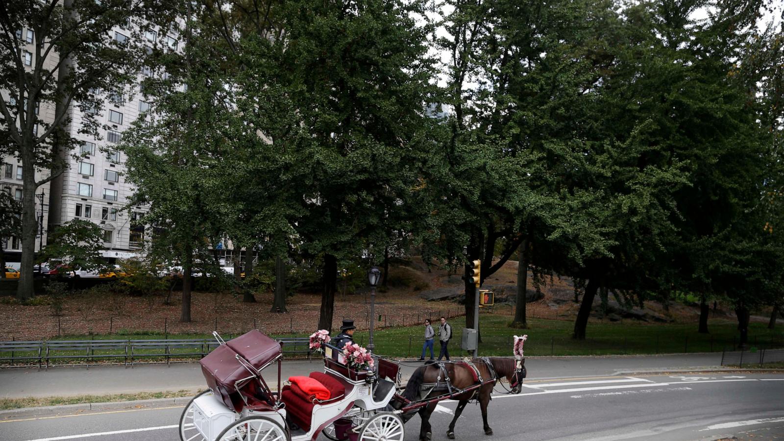 New York carriage horse's collapse spurs criminal trial