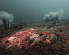 A decade long mystery - why were billions of starfish turned to goo?