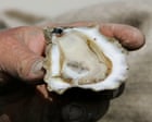 When science meets music: Florida’s oyster decline is being told through jazz