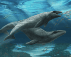 ‘Deceptively cute’ ancient whale with razor-sharp teeth and eyes the size of tennis balls discovered in Australia