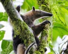 Why do animals keep evolving into anteaters? | Helen Pilcher